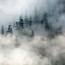 Bosque de pinos entre la niebla